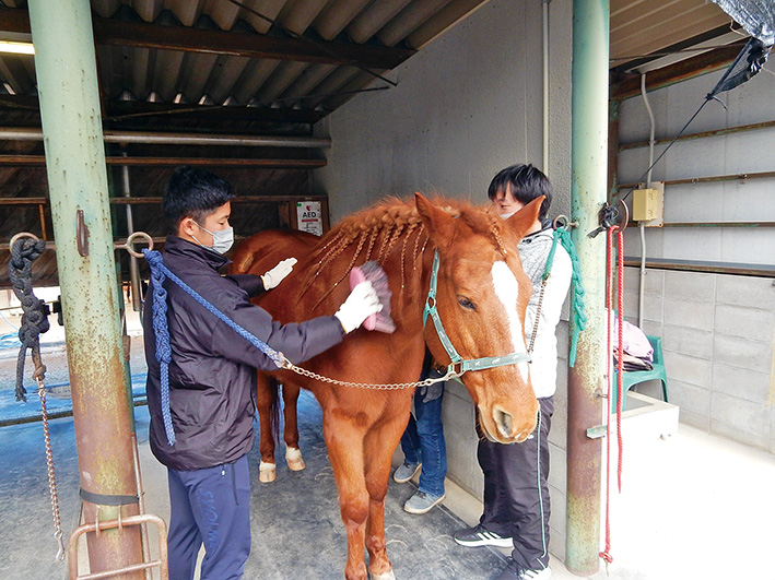 p13 horse therapy