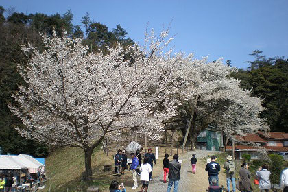 大平桜まつり