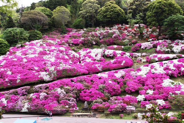 つつじ祭り